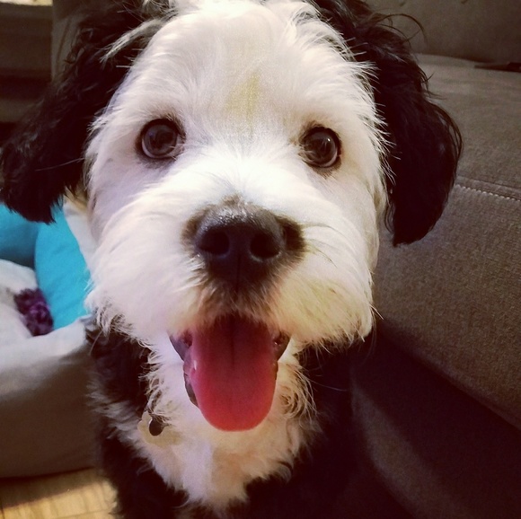 Meet Your Posher - Picture 3 of 3